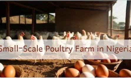 Image showing a small scale poultry farm in Nigeria