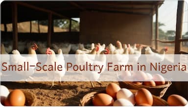 How can I start small scale poultry farm in Nigeria